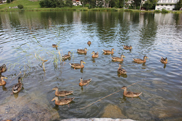 mallard ducks with baby ducks swimming in a lake