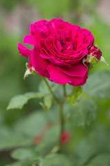 Pink rose in the garden, close up