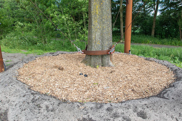 Fototapeta premium Detail of transplanted elm in The Hague