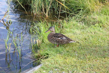 female mallard duck having a break in a meadow