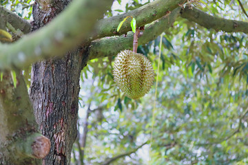 Ripe Monthong Durian on tree in agricultural garden