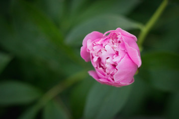 Pink peony bud on the bush, close up