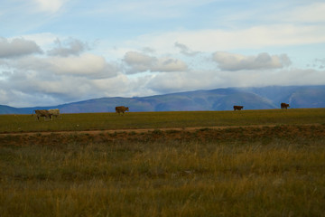 Fototapeta na wymiar Scattered Herd of Cows at Lake Baikal