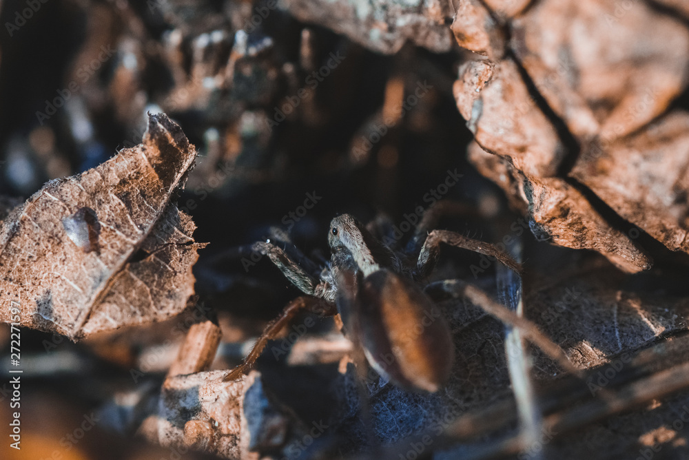 Canvas Prints macro photo of spider in the forest