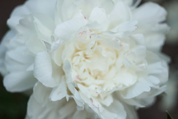 White piony in the garden, close up