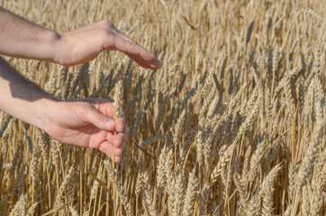 Human hands with wheat ears. Crop protection and care concept