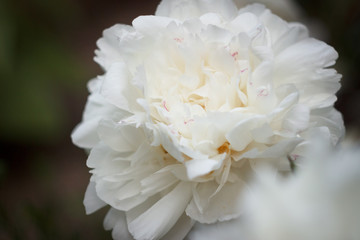 White piony in the garden, close up