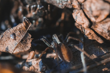Macro photo of spider in the forest