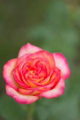 Pink rose in the garden, close up