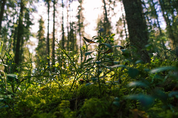 lingonberrie plant in the forest 