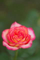 Pink rose in the garden, close up