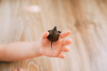 Little boy holding a turtle, hands close-up, animal care concept