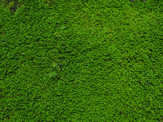 Closeup of rainforest moss on a rock texture.