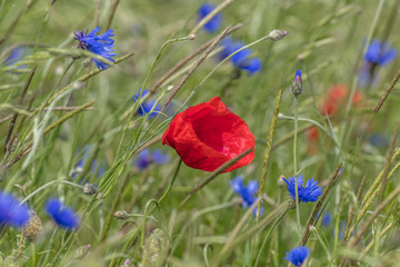 mohn und kornblumen