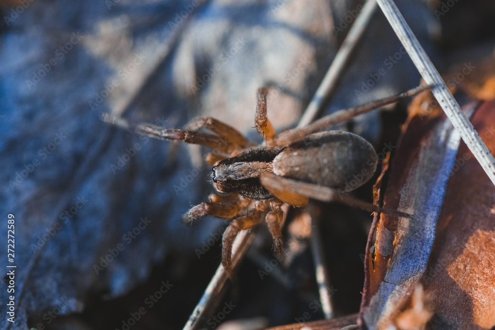 Canvas Prints macro photo of spider in the forest