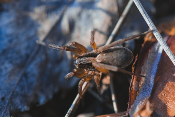 Macro photo of spider in the forest