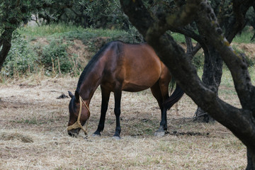 horse in Zante - Grece