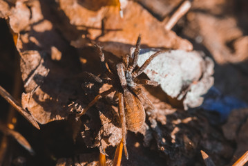 Macro photo of spider in the forest