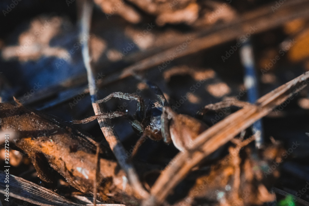 Canvas Prints macro photo of spider in the forest