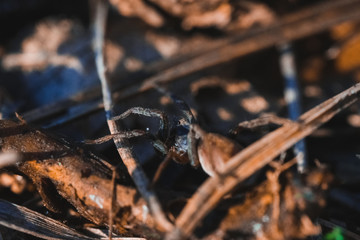 Macro photo of spider in the forest