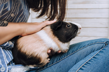 The girl and the owner keeps a guinea pig with a large mustache in her arms and strokes her. Favorite pet is enjoying. Poster, lifestyle, photography, pig.