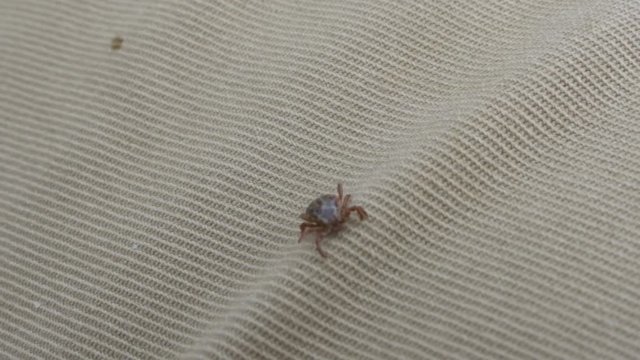 Tick crawling on clothes. Concept - parasites, disease, danger of encephalitis