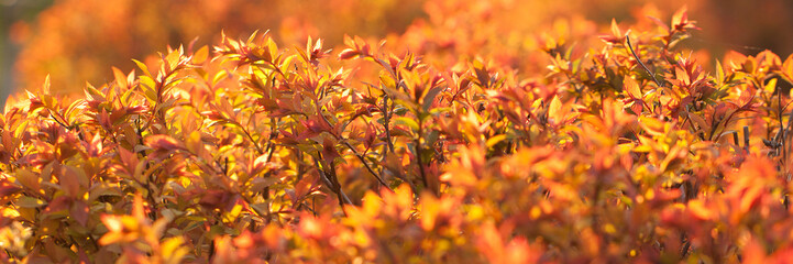bright beautiful background of foliage shrubs