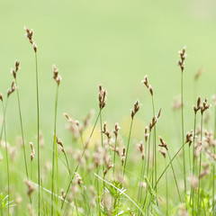 blooming grass in the summer field