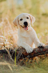 Labrador retriever puppy in the yard at the forest