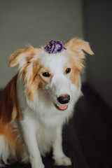cute happy dog border collie makes a funny pose and sticks his tongue and bring flowers