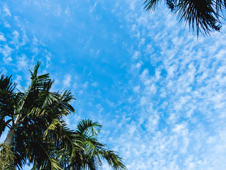 Palm leaves and white clouds and blue sky