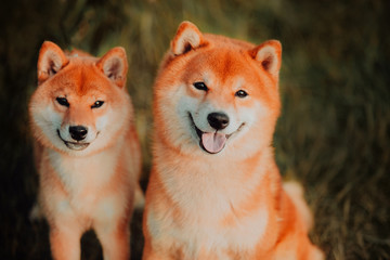 Beautiful puppy and dog sits on the field in colors. Siba Inu Dog
