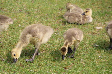 Goslings Grazing, William Hawrelak Park, Edmonton, Alberta