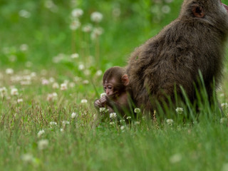 日本猿の親子