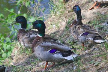 wild ducks in the pond, on the shore and in flight