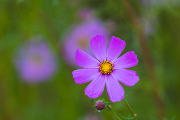 Fototapeta premium Pink cosmos flower against green background