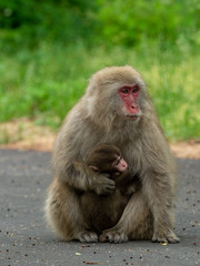 日本猿の親子