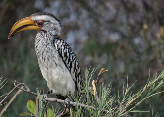 Ground Horn bill standing in the grass