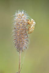 Faded flower with cocoon