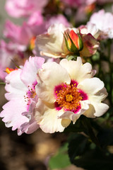 Close-up of unique multicolored In Your Eyes hybrid shrub rose with bud and other blossoms in blurred background
