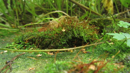 moss 