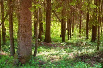 Fototapeta premium Sunny forest landscape . Spruce forest.