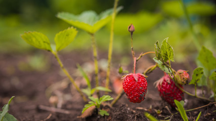 Strawberries growing in the open