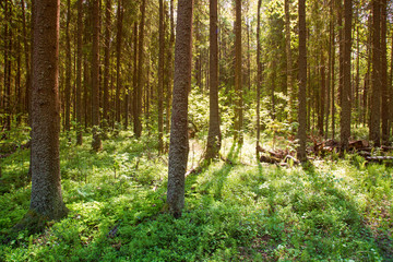 Sunny forest landscape . Spruce forest.