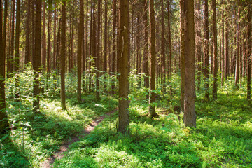 Obraz premium Sunny forest landscape . Spruce forest.