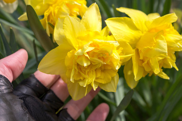 The hand of a man is held by a thick flower Narcissus Sherborne