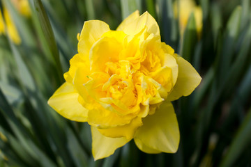 Dandy flower Narcissus Sherborne