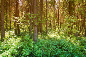 Sunny forest landscape . Spruce forest.