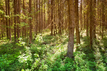 Fototapeta na wymiar Sunny forest landscape . Spruce forest.
