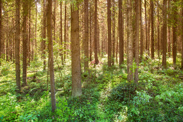 Fototapeta na wymiar Sunny forest landscape . Spruce forest.